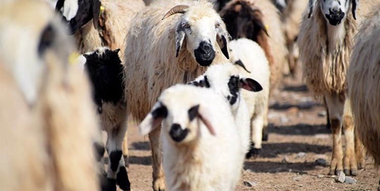 نظارت تیم‌های ثابت و سیار دامپزشکی بر ذبح گوسفندان در عید قربان