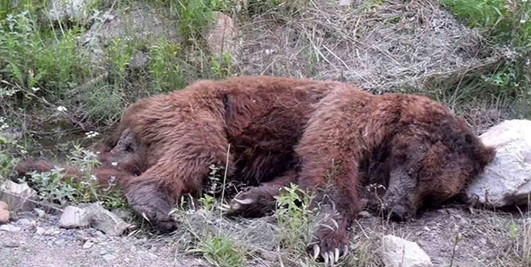 لاشه دو قلاده خرس قهوه‌ای در مرودشت  پیدا شد