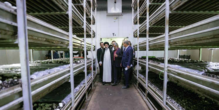 بازدید رئیس جمهور از بزرگترین مزارع پرورش قارچ کشور در کردستان