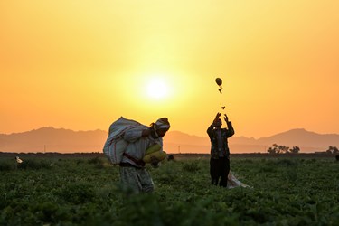 برداشت خربزه در تربت جام