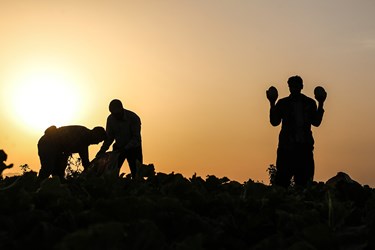 برداشت خربزه در تربت جام