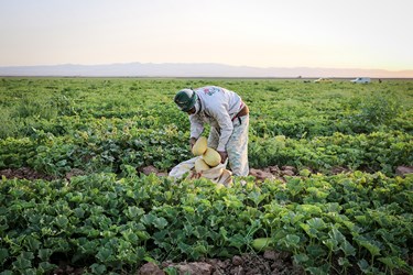 برداشت خربزه در تربت جام