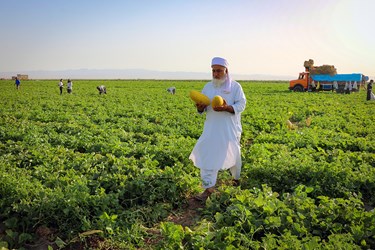 برداشت خربزه در تربت جام