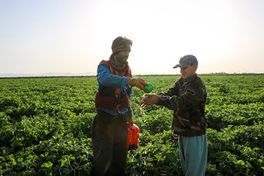 برداشت خربزه در تربت جام