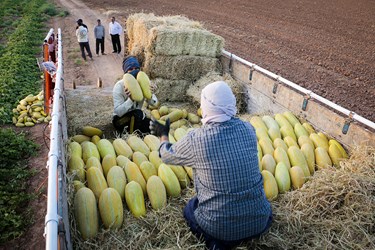 برداشت خربزه در تربت جام