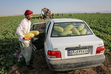 برداشت خربزه در تربت جام