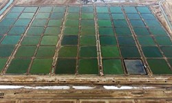 تولید میگو در استان بوشهر از سقف ۳۸ هزار تن گذشت
