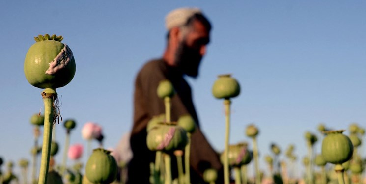 تلگراف: تولید تریاک در افغانستان 80 درصد کاهش یافت