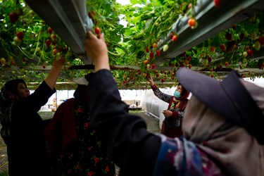 برداشت توت فرنگی های تولید شده با روش آبیاری توسط دستگاه نانو حباب ساز شرکت نانو فناوری سراج در شهر جدید هشتگرد توسط افراد بومی منطقه 