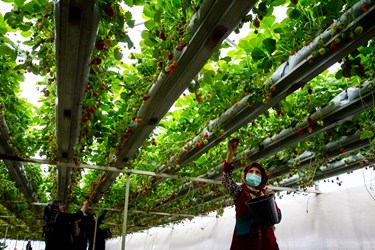 برداشت توت فرنگی های تولید شده با روش آبیاری توسط دستگاه نانو حباب ساز شرکت نانو فناوری سراج در شهر جدید هشتگرد توسط افراد بومی منطقه 