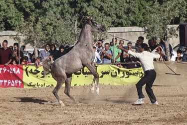 جشنواره نمایش اسب‌های فاخر کشوری در شهر صغاد آباده برگزار شد