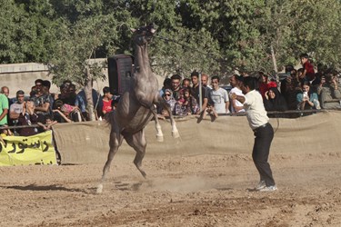جشنواره نمایش اسب‌های فاخر کشوری در شهر صغاد آباده برگزار شد