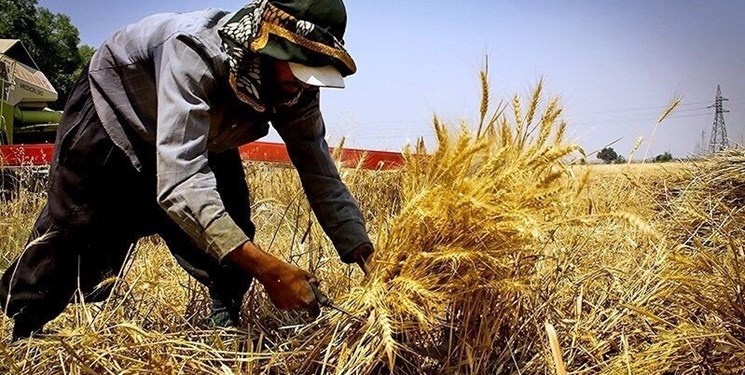 خرید ۲ برابری گندم از کشاورزان استان سمنان