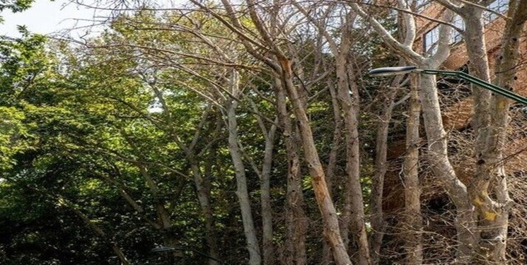 دستور دادگستری برای تشکیل کارگروه بررسی خشک شدن درختان خیابان ولیعصر