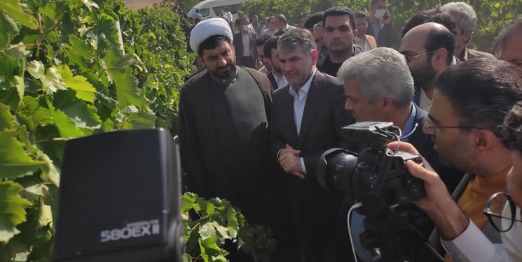 ساداتی‌نژاد: در طرح فراز انگور ارقام اقتصادی کشت شود