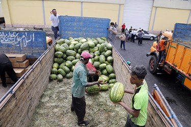 هندوانه؛ از تولید تا صادرات