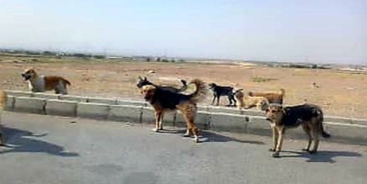 طرح جمع آوری سگ های ولگرد در آبیک از نیمه مرداد اجرا می شود