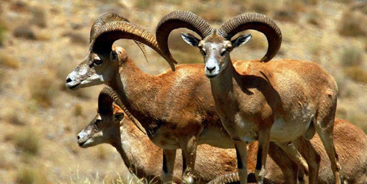 سرشماری پستانداران در زیستگاه‌های کردستان آغاز شد