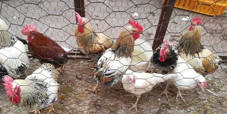 ۷۵۰ هزار پرنده بومی علیه بیماری نیوکاسل در کرمانشاه واکسینه میشوند