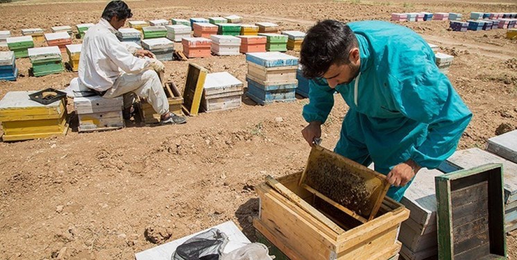 آغاز سرشماری زنبورستان‌های چهارمحال و بختیاری