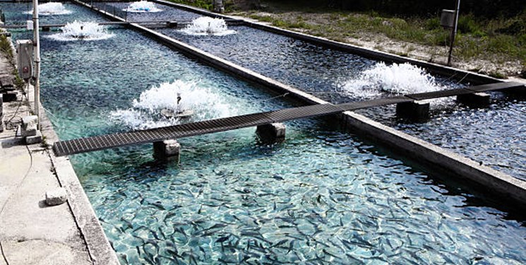 رهاسازی ۲۰ هزار قطعه بچه ماهی در استخرهای پرورشی جوین