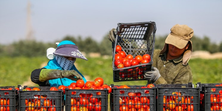برداشت گوجه فرنگی خارج فصل در استان بوشهر شروع شد