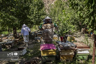 بهترین زمان برداشت عسل از کندو صبح زود است که فعالیت روزانه زنبورها هنوز شروع نشده است. 