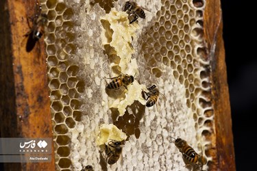 بسیاری از زنبورداران حرفه ای, برداشت عسل را تا موقع پر شدن تمام طبقه ها در فصل عسل عقب می اندازند به همین دلیل قاب ها و نیم قاب ها فقط یک بار در سال مصرف می شوند