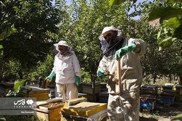 قاب های آلوده به عسل به شدت مورد علاقه زنبوران هستند و زنبوران به سرعت آنها را تمیز خواهند کرد. اگر ملکه در نزدیکی این قاب ها باشد روی آنها رفته و تخم ریزی می نماید.