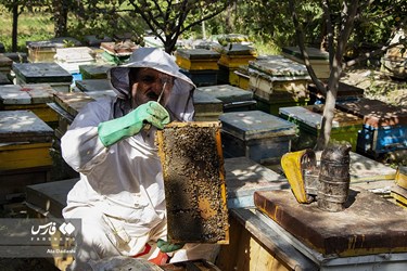 زنبورهای کارگر به شدت در اطراف جعبه و قاب های عسل جمع شده و تلاش می کنند که عسل برداشته شده را به کندو برگردانند.