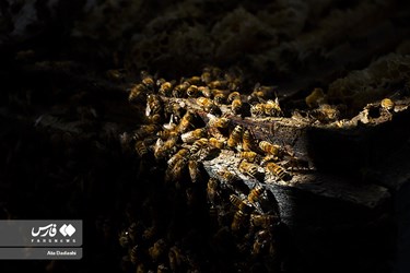 زنبورهای کارگر به شدت در اطراف جعبه و قاب های عسل جمع شده و تلاش می کنند که عسل برداشته شده را به کندو برگردانند.