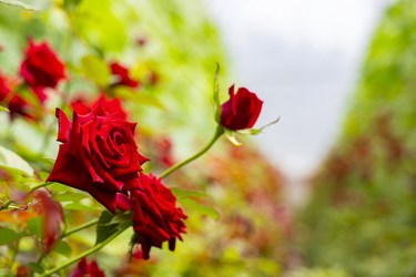گل رز زینتی  گلخانه  هیدروپونیک اَهَر 