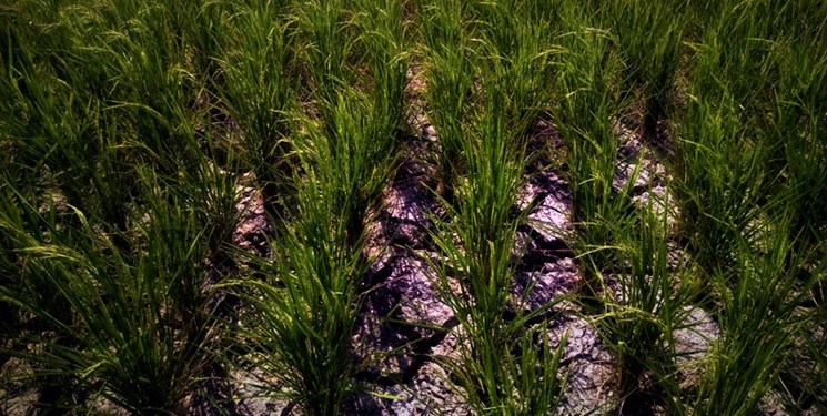 خشک‌سالی برخی از شالیزارهای شفت در پی «عدم رعایت تقویم زراعی»
