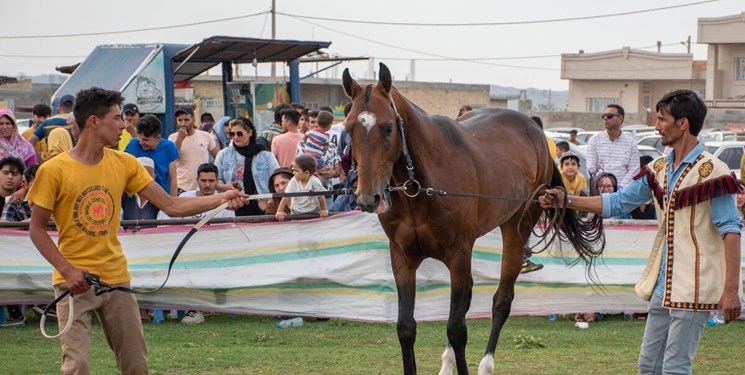 جشنواره ملی زیبایی اسب اصیل ترکمن مهرماه در گنبدکاووس برگزار می‌شود