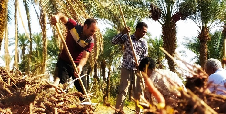 آغاز برداشت محصول روناس از مزارع بافق