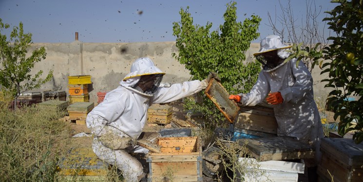فعالیت ۲ هزار زنبوردار در بوشهر تولید عسل را افزایش داد