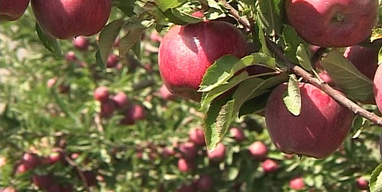 برداشت بیش از14هزار تن سیب درختی از باغات نیشابور