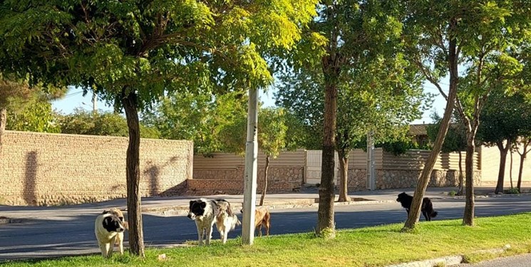 فارس من| به زودی ساخت کمپ نگهداری سگ های بلاصاحب در مسجد سلیمان آغاز خواهد شد