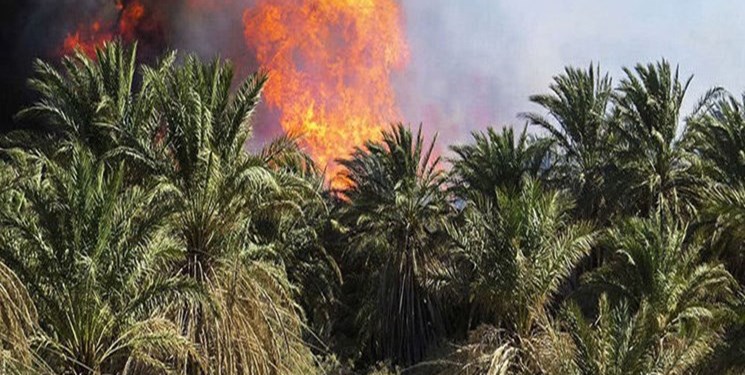 خسارت ۱۲ میلیاردی آتش سوزی به نخیلات رودخانه+عکس