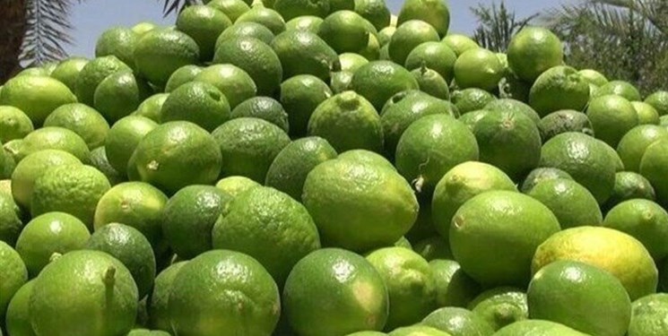 صادرات 60 تن لیمو جهرم به روسیه