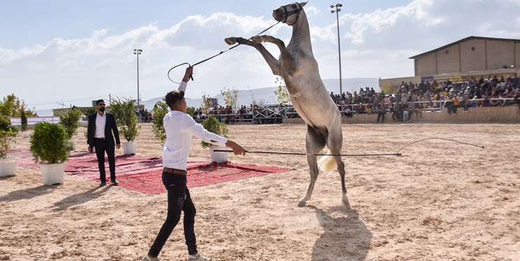 چهارمین جشنواره ملی زیبایی اسب اصیل ترکمن خراسان‌شمالی برگزار می‌شود