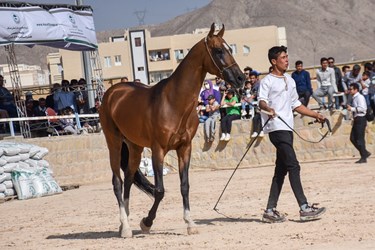 نخستین همایش ملی اسب اصیل ترکمن در بجنورد