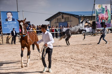 نخستین همایش ملی اسب اصیل ترکمن در بجنورد