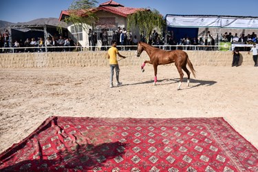 نخستین همایش ملی اسب اصیل ترکمن در بجنورد