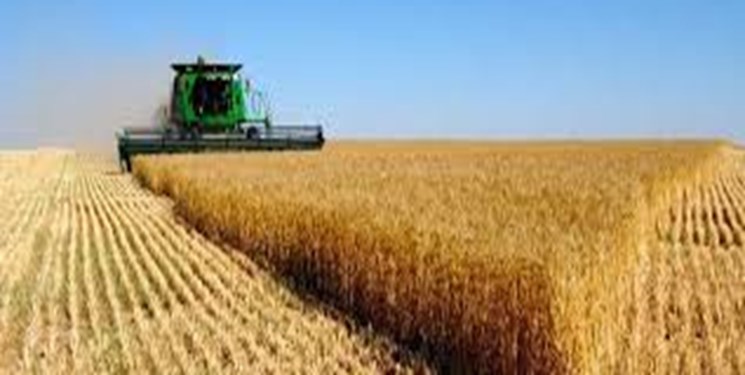 تلاش برای تولید بیشتر گندم در مزارع استان سمنان