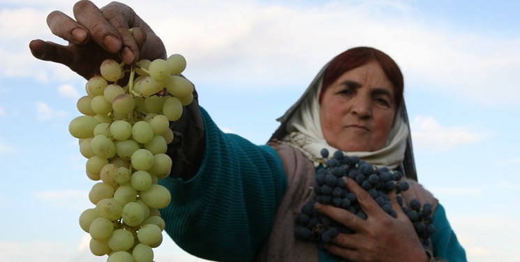 افت 30 درصدی برداشت انگور در تاکستان‌های چهارمحال و بختیاری