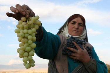 برداشت انگور از تاکستان‌های زنجان