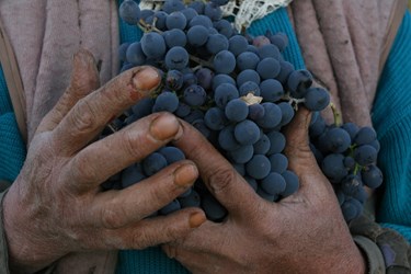 برداشت انگور از تاکستان‌های زنجان