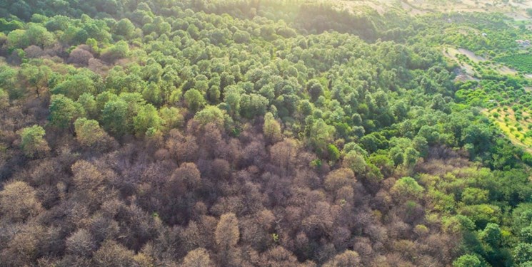 اقدامات کنترلی برای جلوگیری از خسارت و پیشروی آفات در مناطق جنگلی مازندران