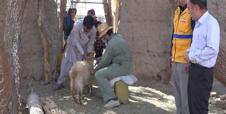 اجرای طرح محرومیت‌زدایی دامپزشکی کشور در شرق کرمان/۳۲ هزار دام سبک و سنگین واکسینه شدند